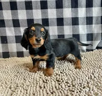 Kermit, a male Miniature Dachshund for sale in Millmont, PA – Photo 3 of 9