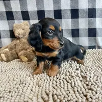 Kermit, a male Miniature Dachshund for sale in Millmont, PA – Photo 4 of 9