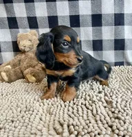 Kermit, a male Miniature Dachshund for sale in Millmont, PA – Photo 4 of 9