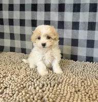 Rayne, a female Coton de Tulear and Poodle - Miniature  for sale in Millmont, PA – 1 of 5