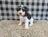 Sidney, a male Miniature Schnauzer for sale in Millmont, PA – 5 of 5