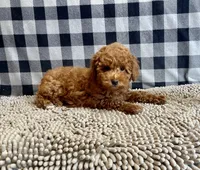 Nancy, a female Poodle - Miniature  for sale in Millmont, PA – 5 of 6