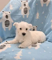 Lenny, a male West Highland White Terrier for sale in Millmont, PA – 3 of 8