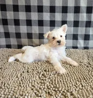 Seth, a male Miniature Schnauzer for sale in Millmont, PA – 3 of 4