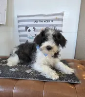 Dusty, a male Schnoodle for sale in Millmont, PA – Photo 3 of 5