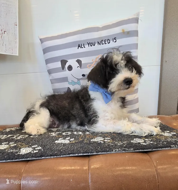 Dusty – Schnoodle puppy for sale in Millmont, PA