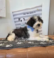 Dusty, a male Schnoodle for sale in Millmont, PA – Photo 1 of 5