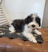 Dusty, a male Schnoodle for sale in Millmont, PA – Photo 5 of 5