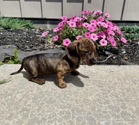 Fern, a female Miniature Dachshund for sale in Millmont, PA – 5 of 5