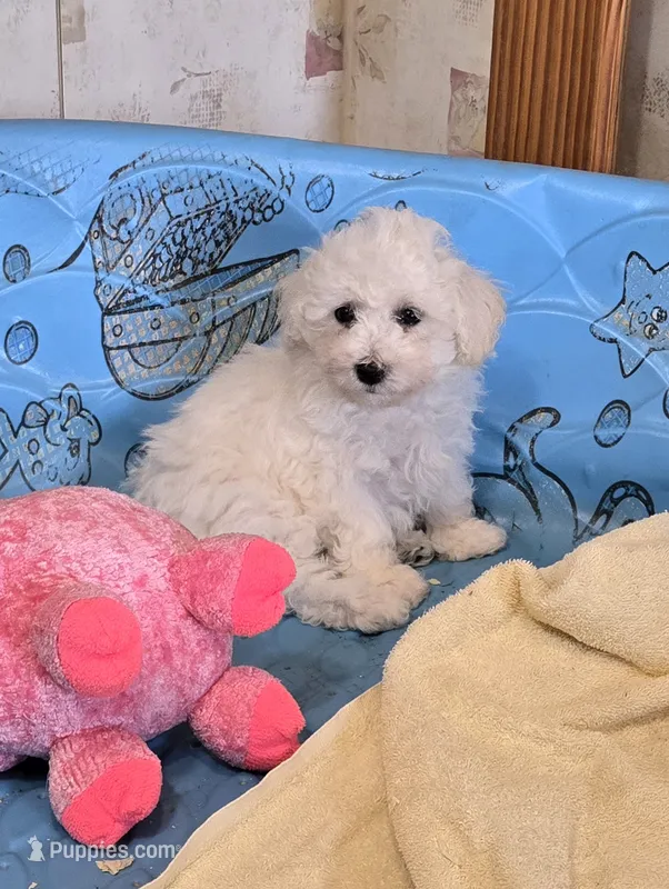 Blake – Bichon Frise puppy for sale in Millmont, PA