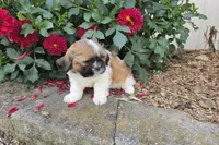 Andy, a male Shih Tzu for sale in Millmont, PA – 4 of 6