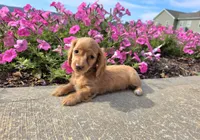 Hope, a female Miniature Dachshund for sale in Millmont, PA – 8 of 8