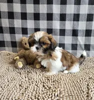 Mac, a male Shih Tzu for sale in Millmont, PA – 5 of 7