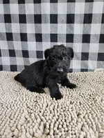 Odie, a male Scottish Terrier for sale in Millmont, PA – 1 of 3