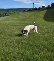 Denver, a male Schnoodle for sale in Millmont, PA – 7 of 10