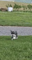 Tessie, a female Miniature Schnauzer for sale in Millmont, PA – 6 of 6