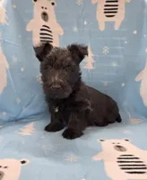 Morris, a male Scottish Terrier for sale in Millmont, PA – 4 of 8