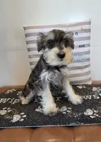 Tessie, a female Miniature Schnauzer for sale in Millmont, PA – 3 of 6