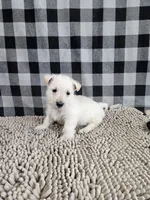 Owen, a male Scottish Terrier for sale in Millmont, PA – Photo 4 of 6