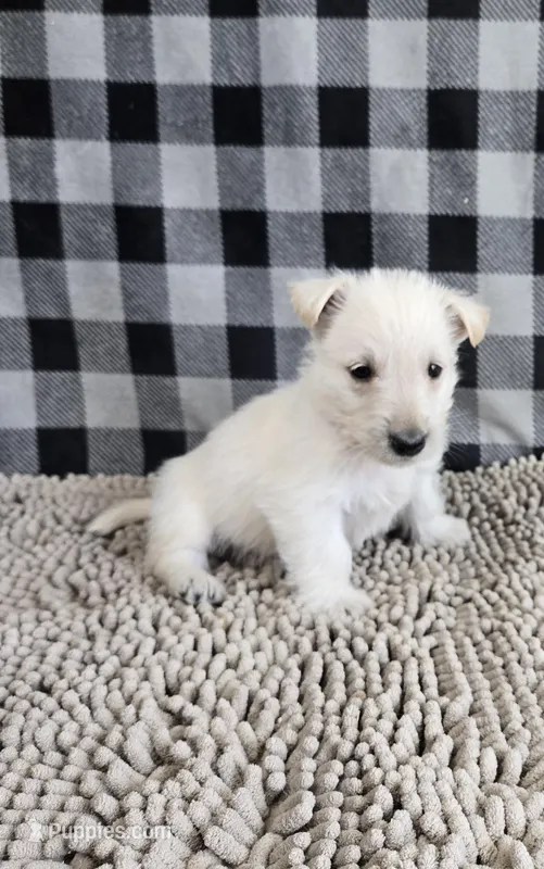 Owen – Scottish Terrier puppy for sale in Millmont, PA