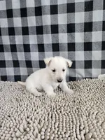 Owen, a male Scottish Terrier for sale in Millmont, PA – Photo 2 of 6