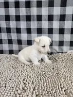 Owen, a male Scottish Terrier for sale in Millmont, PA – Photo 5 of 6