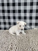 Owen, a male Scottish Terrier for sale in Millmont, PA – Photo 6 of 6