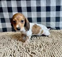 Nellie, a female Miniature Dachshund for sale in Millmont, PA – 6 of 7