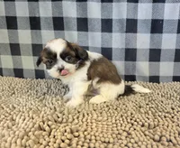 Aaron, a male Shih Tzu for sale in Millmont, PA – 3 of 4