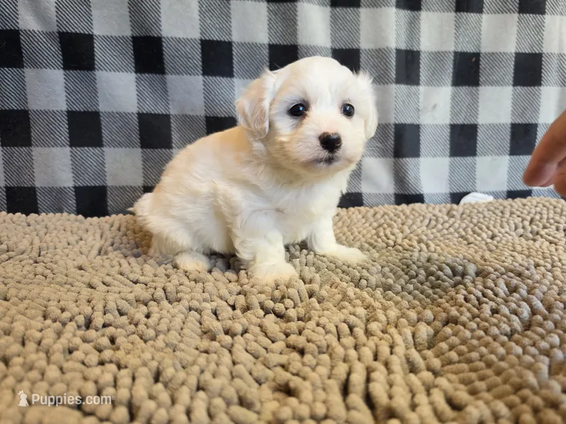 Stan – Bichon Frise, Coton de Tulear puppy for sale in Millmont, PA