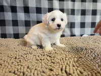 Stan, a male Bichon Frise and Coton de Tulear for sale in Millmont, PA – 1 of 6