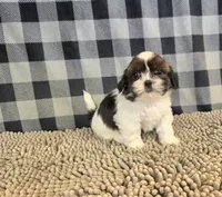 Andy, a male Shih Tzu for sale in Millmont, PA – 3 of 5