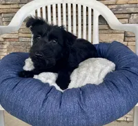 Wanda, a female Scottish Terrier for sale in Millmont, PA – 3 of 9