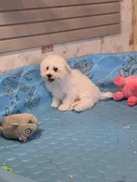 Blake, a male Bichon Frise for sale in Millmont, PA – 3 of 10
