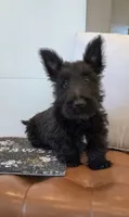 Morris, a male Scottish Terrier for sale in Millmont, PA – 4 of 10