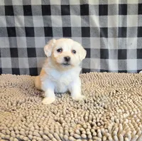Seth, a male Bichon Frise and Coton de Tulear for sale in Millmont, PA – 7 of 7
