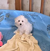 Blake, a male Bichon Frise for sale in Millmont, PA – 3 of 10