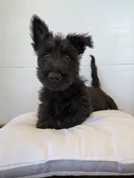 Murrey, a male Scottish Terrier for sale in Millmont, PA – 4 of 10