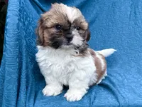 Simba, a male Shih Tzu for sale in Millmont, PA – 3 of 4