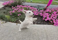 Vivian, a female Scottish Terrier for sale in Millmont, PA – 3 of 7
