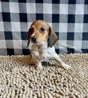 Nellie, a female Miniature Dachshund for sale in Millmont, PA – 4 of 7