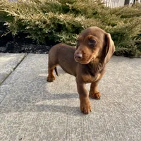 Davy, a male Miniature Dachshund for sale in Millmont, PA – Photo 8 of 10