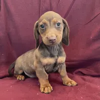 Davy, a male Miniature Dachshund for sale in Millmont, PA – Photo 9 of 10