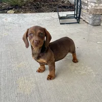 Davy, a male Miniature Dachshund for sale in Millmont, PA – Photo 6 of 10
