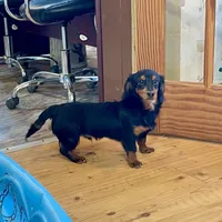 Kermit, a male Miniature Dachshund for sale in Millmont, PA – Photo 2 of 9