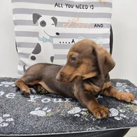 Davy, a male Miniature Dachshund for sale in Millmont, PA – Photo 2 of 10