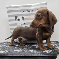 Davy, a male Miniature Dachshund for sale in Millmont, PA – Photo 4 of 10