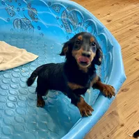 Kermit, a male Miniature Dachshund for sale in Millmont, PA – Photo 5 of 9