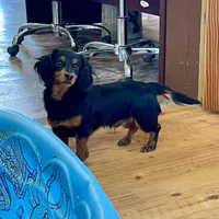 Kermit, a male Miniature Dachshund for sale in Millmont, PA – Photo 1 of 9