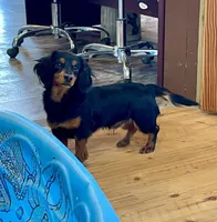 Kermit, a male Miniature Dachshund for sale in Millmont, PA – Photo 1 of 9